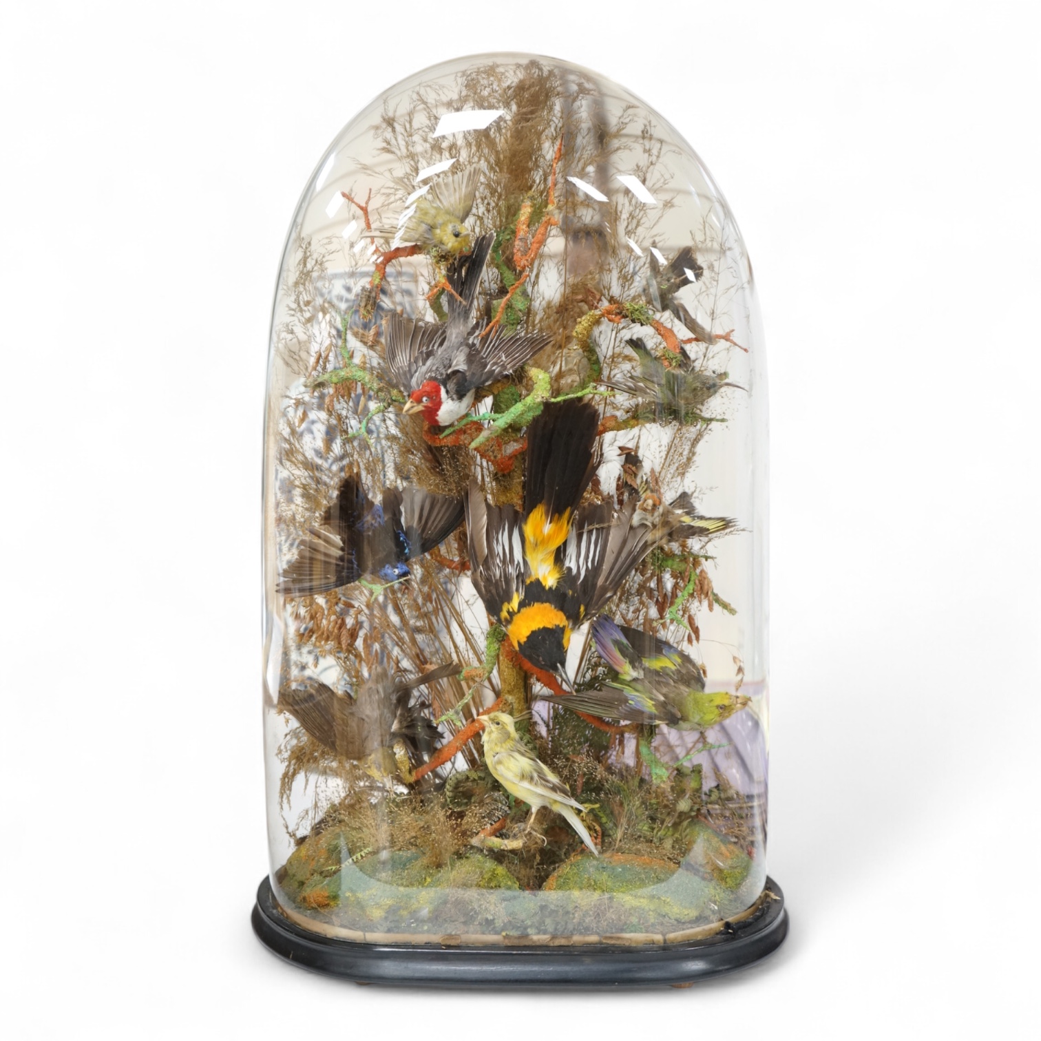 A late 19th century taxidermy group of exotic birds, including a Campo Troupail, a canary, a greenfinch, a Red-crested Cardinal, etc., under a glass dome, 64cm high